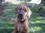 Rhodesian ridgeback Aisha - Har jeg meget store ører?