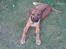 Rhodesian ridgeback Aisha - se mine store poter