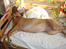 Rhodesian ridgeback Aisha - se hvor lang jeg er ahhhh