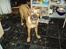 Rhodesian ridgeback Aisha - hvad!!