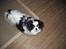 Tibetansk spaniel Zepo - Raceren - Zepo..
