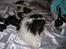 Tibetansk spaniel Zepo - Raceren - Zepo...