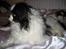 Tibetansk spaniel Zepo - Raceren - Zepo :)
