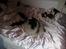 Tibetansk spaniel Zepo - Raceren - Zepo..