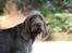 Spinone Hugo - Hugo