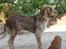 Spinone Hugo - Dejlig afslappet jagthund