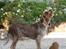 Spinone Hugo - Kig op...