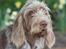 Spinone Hugo - Smuk eller charmerende...??