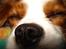 Cavalier king charles spaniel Molly - SNOOORK !!!