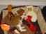 Cavalier king charles spaniel Molly - Molly, lige da vi fik hende hjem <3