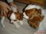 Cavalier king charles spaniel Molly - Molly og hendes mor (: