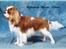 Cavalier king charles spaniel Molly - Molly´s far.