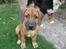 Rhodesian ridgeback Aisha - så sød kan jeg se ud for en godbid