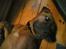Rhodesian ridgeback Aisha