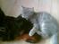 Blanding af racer Mizka *R.I.P.* - Mizka, og min forhenværerne kat Izzy (: 