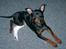 Dvaergpinscher Wiggo - Arme Wiggo med forbinding på benet.