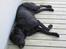 Labrador retriever Carlo