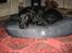 Labrador retriever Carlo