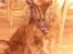 Cocker spaniel Mille  --Himmelhund-- - jeg ligner jo en fotomodel...
