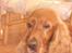 Cocker spaniel Mille  --Himmelhund-- - hvad var det der gik forbi der... ?
