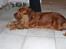 Cocker spaniel Mille  --Himmelhund-- - dejligt og slappe lidt af...