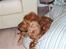 Cocker spaniel Mille  --Himmelhund-- - dejligt og ligge i min sækkestol...