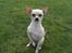 Chihuahua Mischa