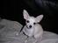 Chihuahua Mischa - Er det nu jeg skal sidde stille?