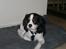 Cavalier king charles spaniel Freja ( RIP)