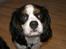 Cavalier king charles spaniel Freja ( RIP)