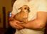 Chihuahua jessica