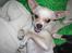 Chihuahua Mischa - Farlig hund..