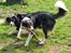 Border collie Freddy -  Baloo og jeg kan rigtig lege, det er skægt for jeg elsker at lege....