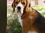 Beagle Oscar - Yndlingsstedet :)