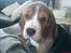Beagle Oscar - 8 uger gammel. Fra den første dag hjemme.