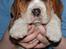 Beagle Oscar - 7 uger gammel. Hos opdrætteren