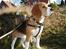 Beagle Oscar - Man synes man kan se noget.....