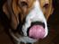 Beagle Oscar - Herligt tungebillede :)