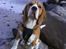 Beagle Oscar - Oscar på Stranden :)