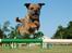 Border terrier Echo - Echo 18 måneder