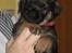 Border terrier Echo - 5 uger