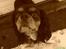 Cavalier king charles spaniel zimba - gir du en mys til mig ??