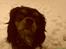 Cavalier king charles spaniel zimba - se jeg charmer ´for min mor 