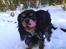 Cavalier king charles spaniel zimba - mooor jeg elsker sne 