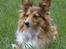 Blanding af racer Lassie - hov hva har de gang i derover..?!