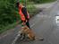 Malinois Cabby (Søholms Capone) * DØD * - 13/05-2007: Cabby ude at træne rundering - først skal man sidde pænt på plads og vente på kommandoen (10 mdr.)...