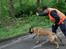 Malinois Cabby (Søholms Capone) * DØD * - 13/05-2007: Og så fuld knald på ved kommando (10 mdr.)...