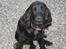 Cocker spaniel Frida - Her har I mig så:)