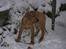 Rhodesian ridgeback ozzy - ozzy er i sne for første gang i dag.. han bliver 11 uger i morgen!