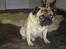Mops Viggo & Carlo